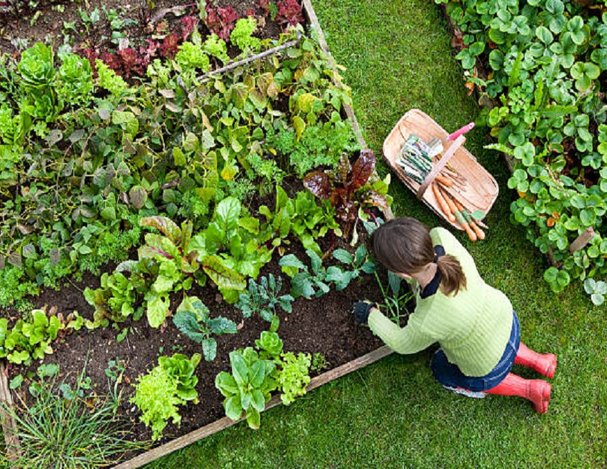 Raised or square vegetable garden: advantages and tips for getting started